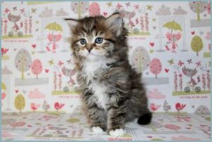 Male Siberian Kitten from Deedlebug Siberians